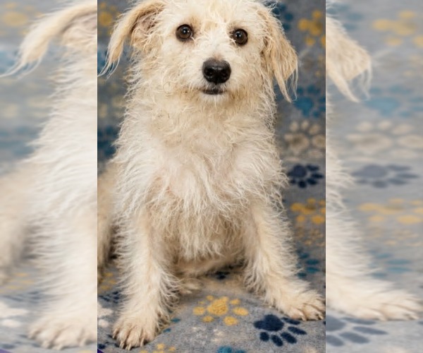 Medium Photo #5 Mutt Puppy For Sale in Minneapolis, MN, USA