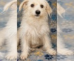 Small #4 Mutt