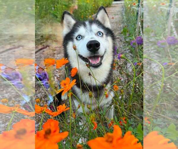 Medium Photo #1 Siberian Husky-Unknown Mix Puppy For Sale in Clarkesville, GA, USA
