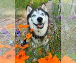Small Siberian Husky Mix
