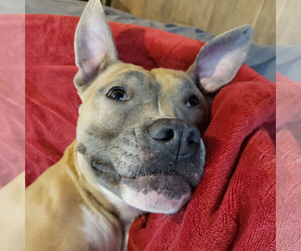 Medium Photo #5 Mutt Puppy For Sale in Farmington, MN, USA