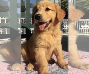 Golden Retriever Puppy for sale in SANTA ANA, CA, USA
