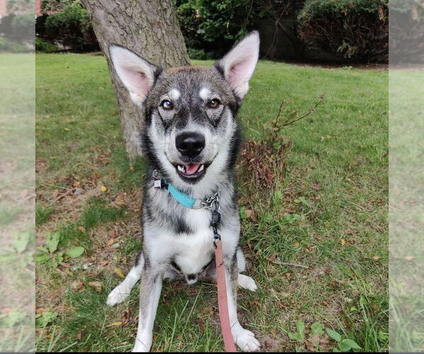 Medium Photo #5 Huskies -Unknown Mix Puppy For Sale in Boston, MA, USA