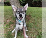 Small #4 Huskies  Mix