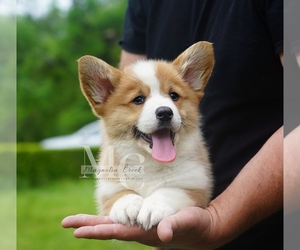 Yorkshire Terrier Puppy for sale in CRESTVIEW, FL, USA