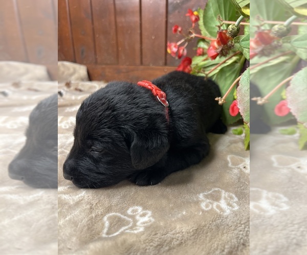 Medium Photo #8 Labrador Retriever Puppy For Sale in NEOLA, WV, USA