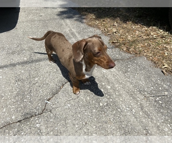 Medium Photo #1 Dachshund Puppy For Sale in OCALA, FL, USA