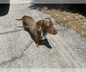 Father of the Dachshund puppies born on 07/22/2021