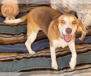 Beagle-Unknown Mix Dogs for adoption in Minneapolis, MN, USA