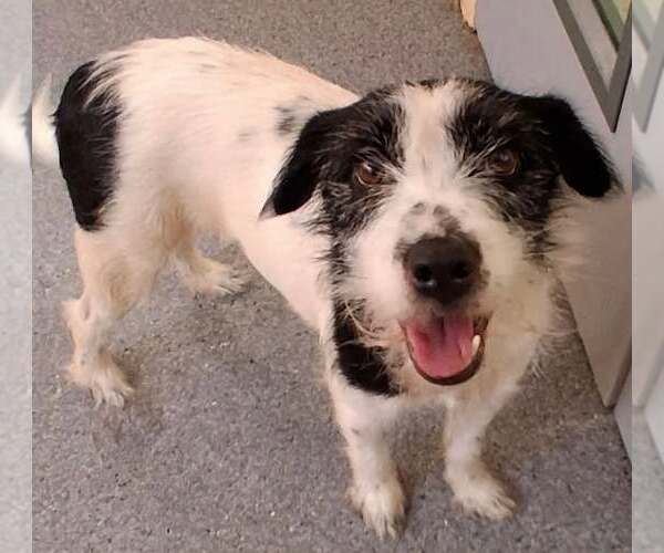 Medium Photo #1 Mutt Puppy For Sale in Low Moor, VA, USA