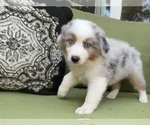 Puppy George Miniature Australian Shepherd