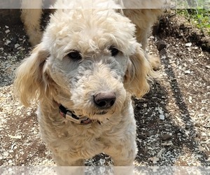 Golden Retriever Dog for Adoption in WEST BROOKFIELD, Massachusetts USA