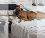 Small #2 Boxer