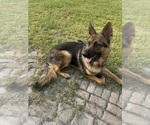 Small German Shepherd Dog
