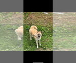 Small Akita-Siberian Husky Mix