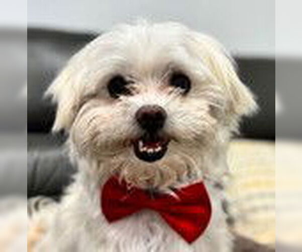 Medium Photo #4 Maltese-Unknown Mix Puppy For Sale in Fremont, CA, USA