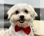 Small #3 Maltese Mix