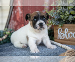 Small #1 Jack Russell Terrier