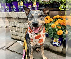 Mutt Dogs for adoption in Las Vegas, NV, USA