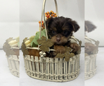 Small Photo #4 Shorkie Tzu Puppy For Sale in SELLERSBURG, IN, USA