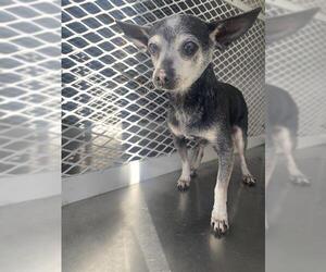 Chihuahua Dogs for adoption in Bakersfield, CA, USA