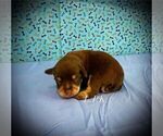 Small #1 Schnauzer (Miniature)