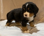 Small Photo #5 Bernese Mountain Dog Puppy For Sale in GREEN FOREST, AR, USA