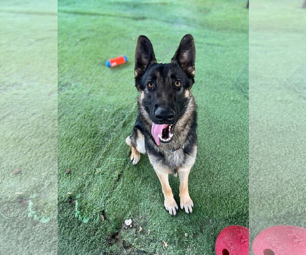 Medium Photo #1 German Shepherd Dog Puppy For Sale in San Diego, CA, USA