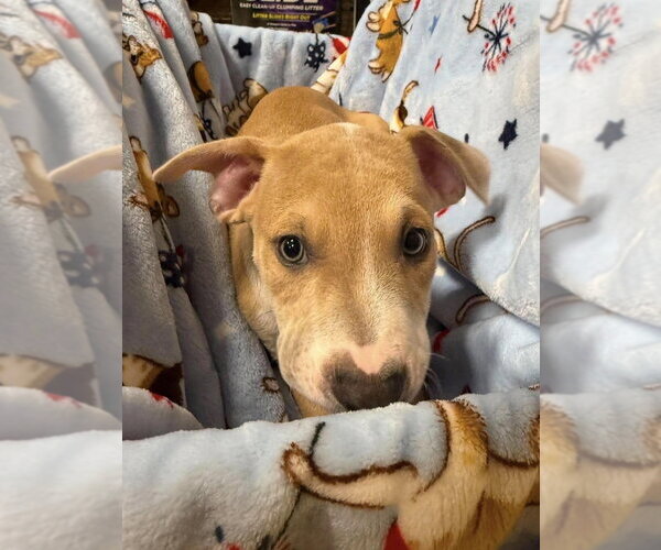 Medium Photo #5 Mutt Puppy For Sale in Wenonah, NJ, USA