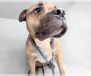 Bulldog Dogs for adoption in Houston, TX, USA