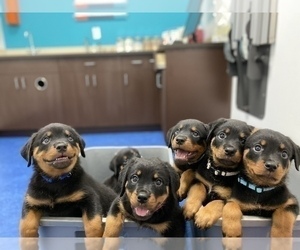 Rottweiler Puppy for Sale in PALM BAY, Florida USA