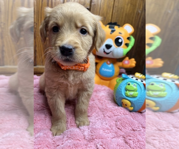 Medium Photo #6 Golden Retriever Puppy For Sale in NEOLA, WV, USA
