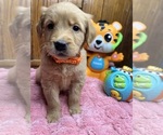 Small Photo #6 Golden Retriever Puppy For Sale in NEOLA, WV, USA