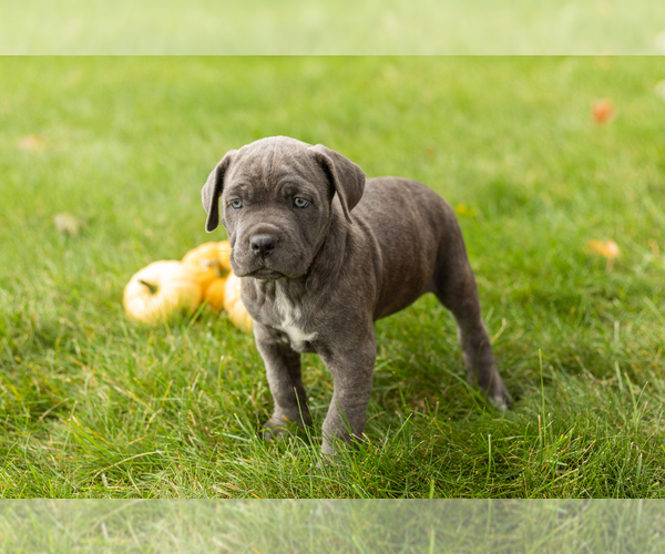 Medium Photo #2 Cane Corso Puppy For Sale in BOURBON, IN, USA