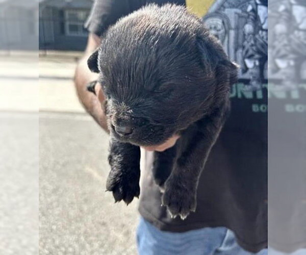Medium Photo #1 Labrador Retriever-Unknown Mix Puppy For Sale in Houston, TX, USA