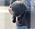 A663169 - Female Labrador Retriever-Unknown Mix Dog for Adoption - Small photo