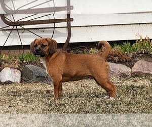 Puggle Puppy for sale in GREENWOOD, WI, USA
