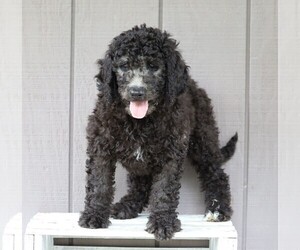 Labradoodle-Poodle (Standard) Mix Puppy for sale in FREDERICKSBG, OH, USA