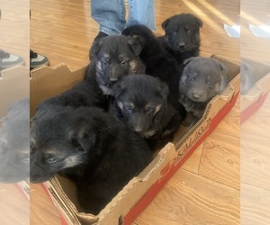 German Shepherd Dog Puppy for sale in VICTORVILLE, CA, USA