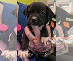 Small #2 Boxador
