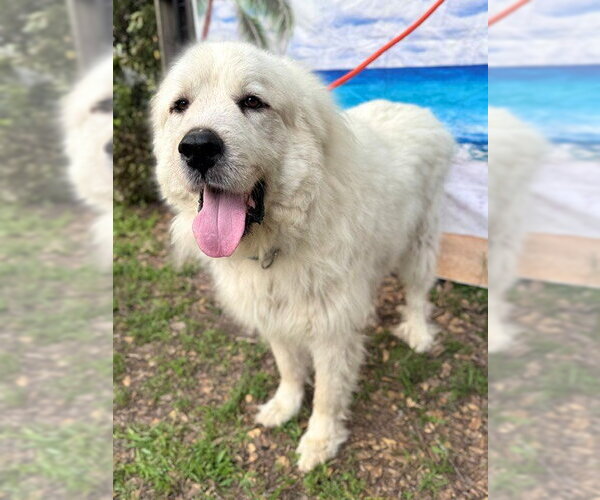 Medium Photo #5 Great Pyrenees Puppy For Sale in Spring, TX, USA