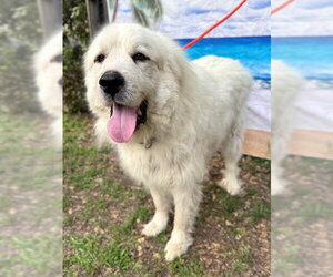 Layla, bonded with Boaz - Female Great Pyrenees Dog for Adoption - Photo #5