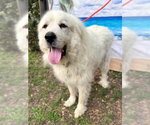 Small #4 Great Pyrenees