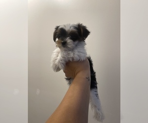 Yorkshire Terrier Puppy for sale in OAK LAWN, IL, USA