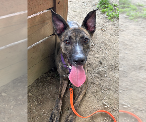 Medium Photo #30 Labrador Retriever-Mountain Cur Mix Puppy For Sale in Brewster, NY, USA