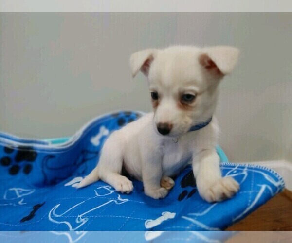 Medium Photo #6 Chiweenie Puppy For Sale in MARIETTA, GA, USA