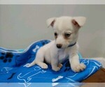 Small Photo #6 Chiweenie Puppy For Sale in MARIETTA, GA, USA