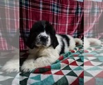 Puppy Puppy 1 Newfoundland
