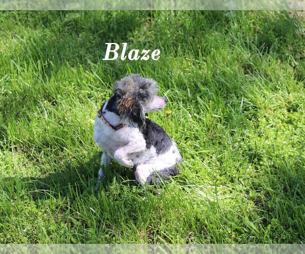 Medium Photo #21 Poodle (Toy) Puppy For Sale in CHANUTE, KS, USA