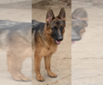 Small Photo #12 German Shepherd Dog Puppy For Sale in MERCED, CA, USA